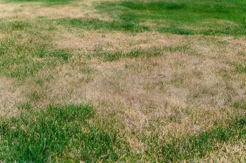Overwatering Your Lawn