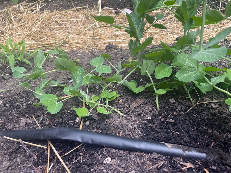 Planting at the wrong time