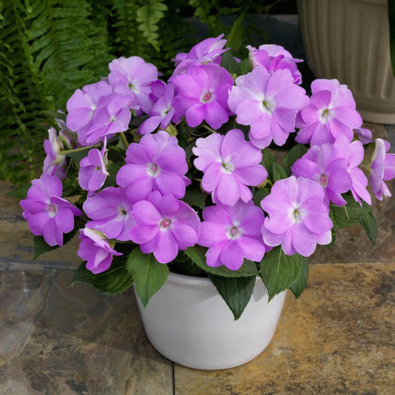 Impatiens 'SunPatiens Compact Lilac'