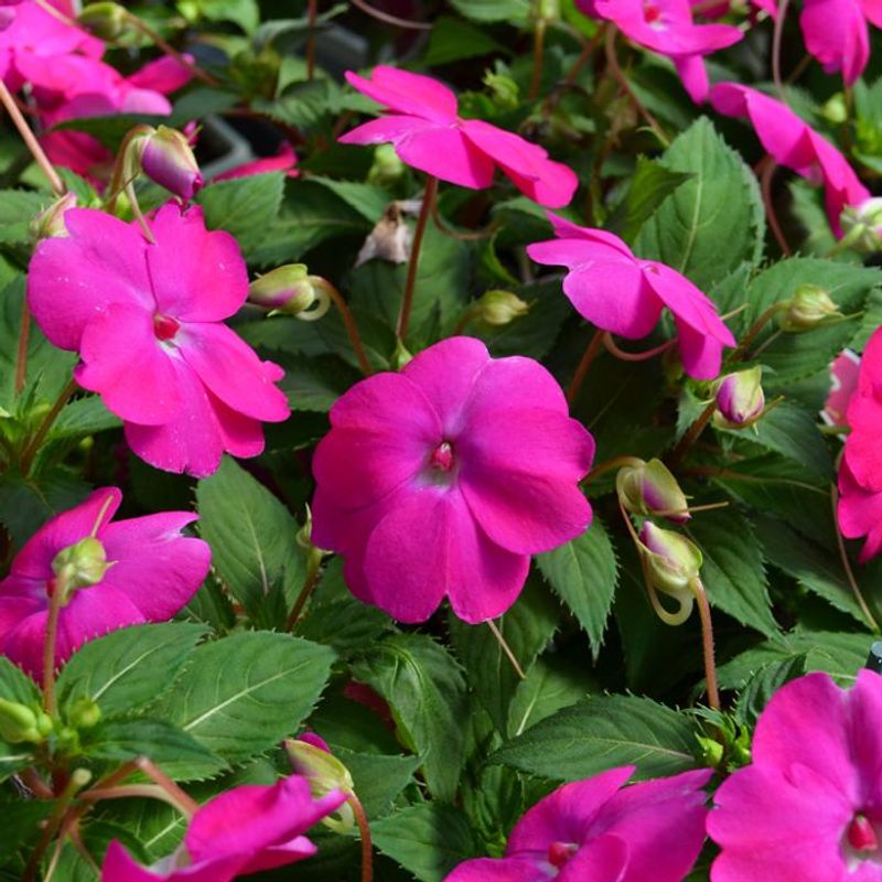 Impatiens 'Compact Hot Pink'