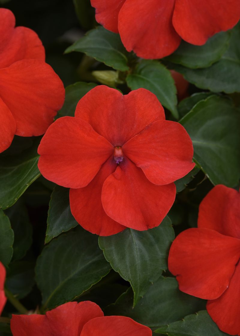 Impatiens 'Beacon Bright Red'