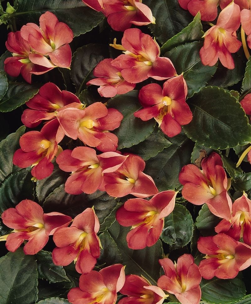 Impatiens 'Fusion Glow Orange'