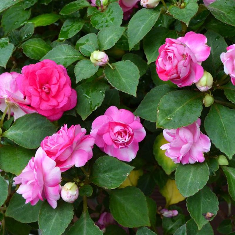 Impatiens 'Fiesta Rose'