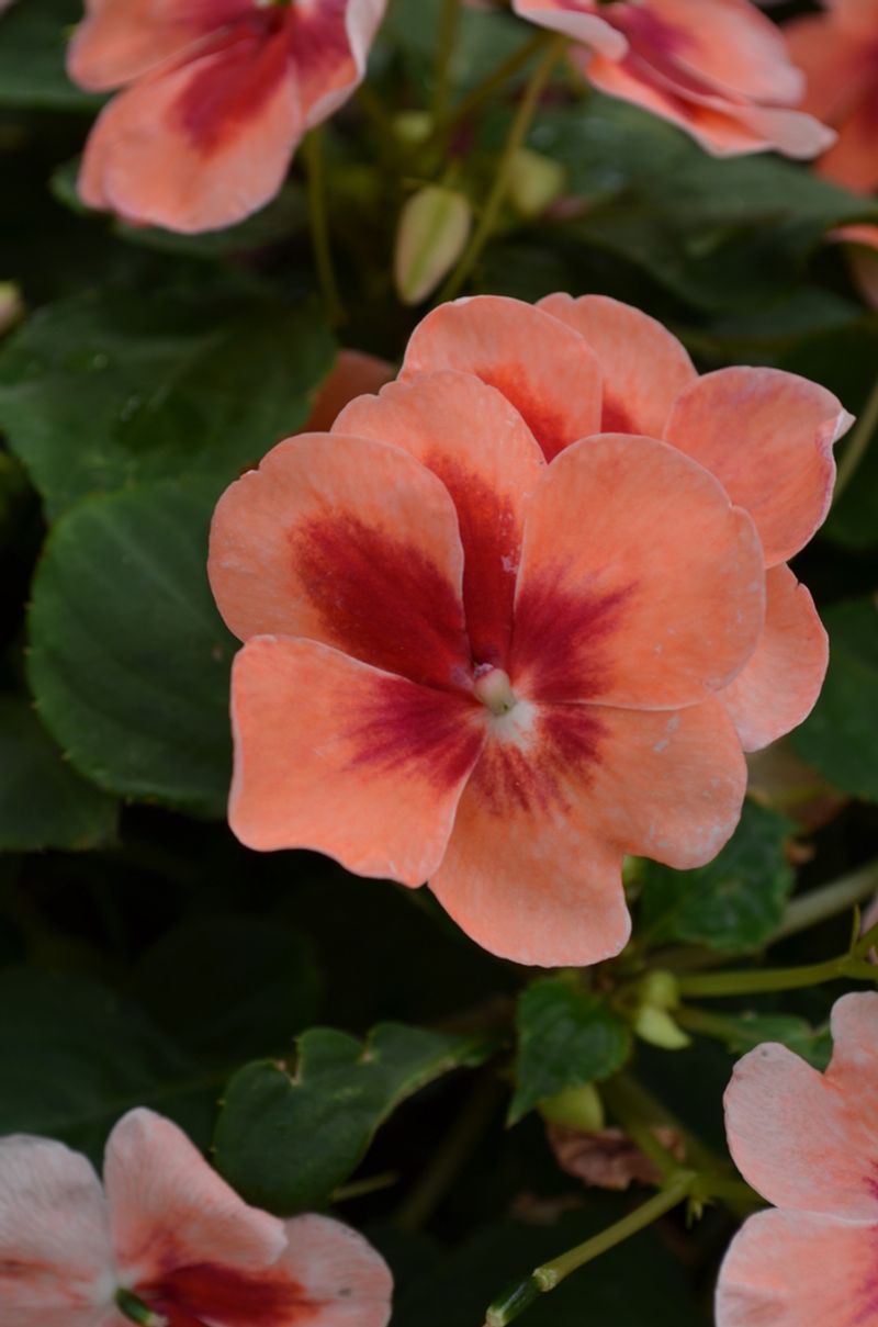 Impatiens 'Patchwork Peach Prism'