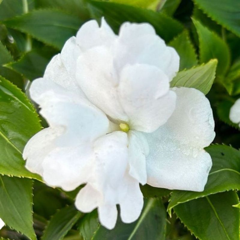 Impatiens 'Wild Romance White'