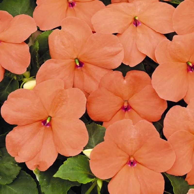 Impatiens 'Silhouette Peach'