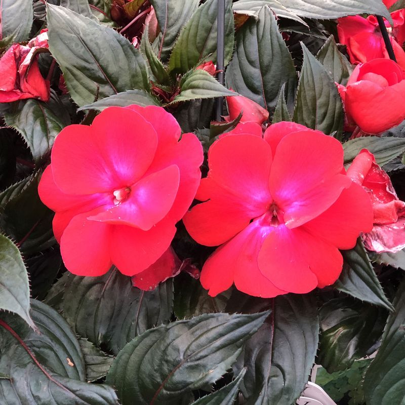 Impatiens 'Sonic Cherry'