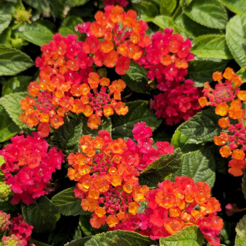 Lantana