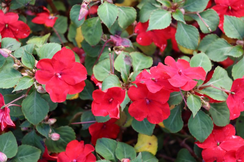 Impatiens walleriana 'Accent Red'