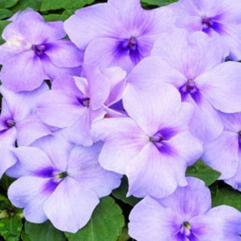 Impatiens 'Xtreme Lavender'