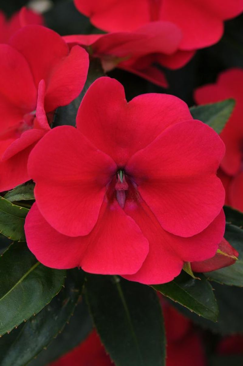 Impatiens 'Big Bounce Cherry'
