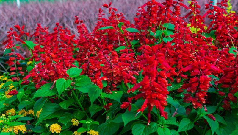 Salvia (Salvia splendens)