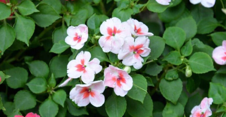 Impatiens vs. Periwinkle: 9 Key Differences Every Gardener Should Know Before Planting!