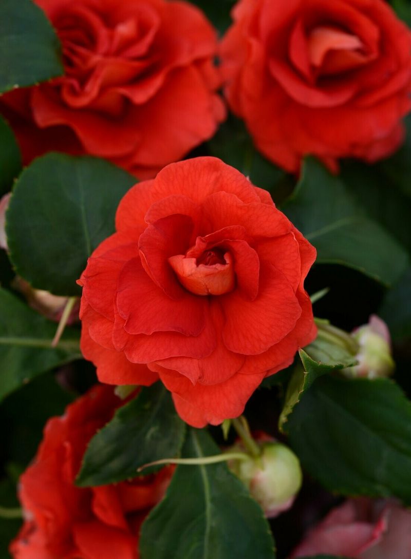 Impatiens 'Fiesta Ole Cherry'