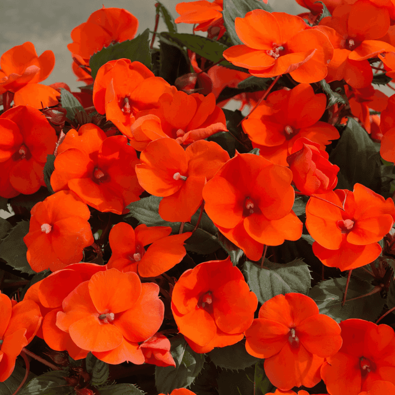 Impatiens 'SunPatiens Compact Electric Orange'
