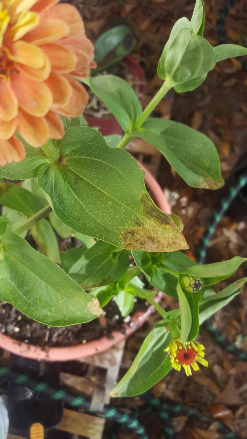 Using Chemical Fertilizers Excessively