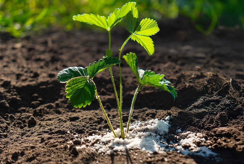 Over-fertilizing Plants