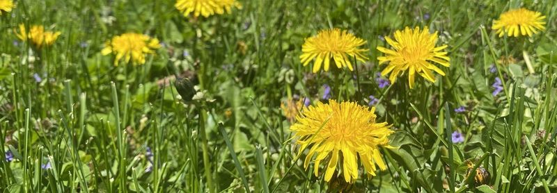 Neglecting Weed Control