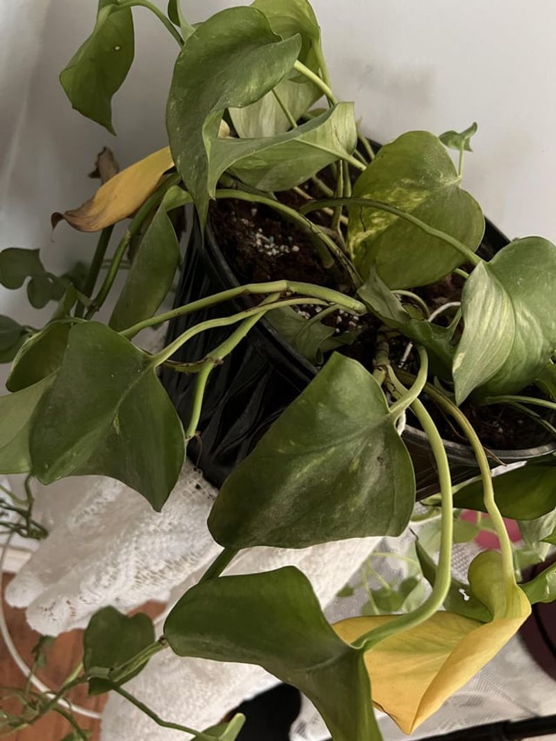 Inconsistent Watering Schedule