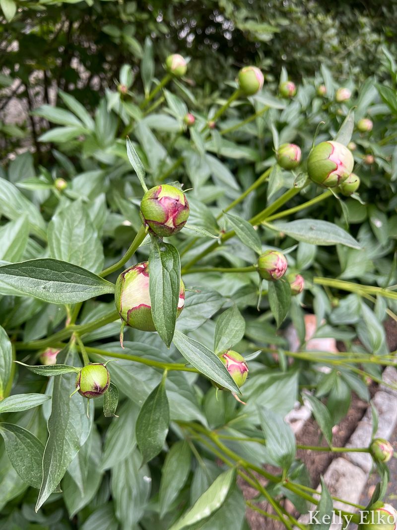 Young Peony Plants