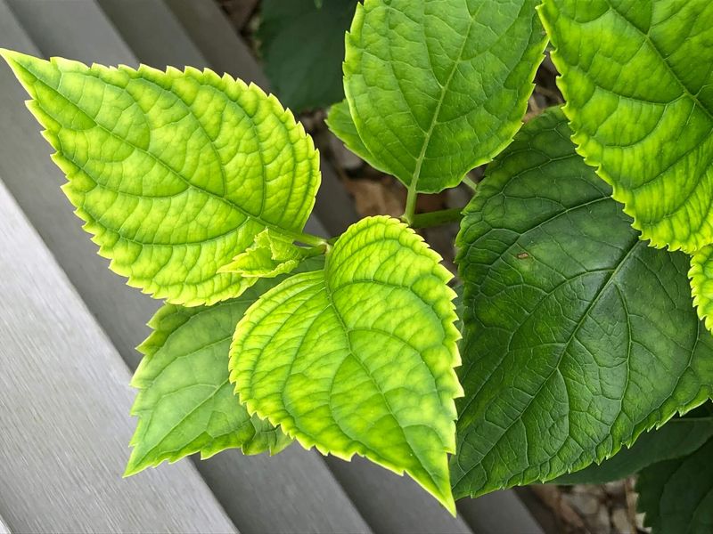 Nutrient Imbalance Issues