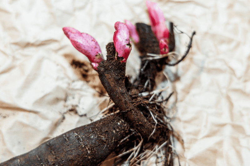 Old Peony Roots