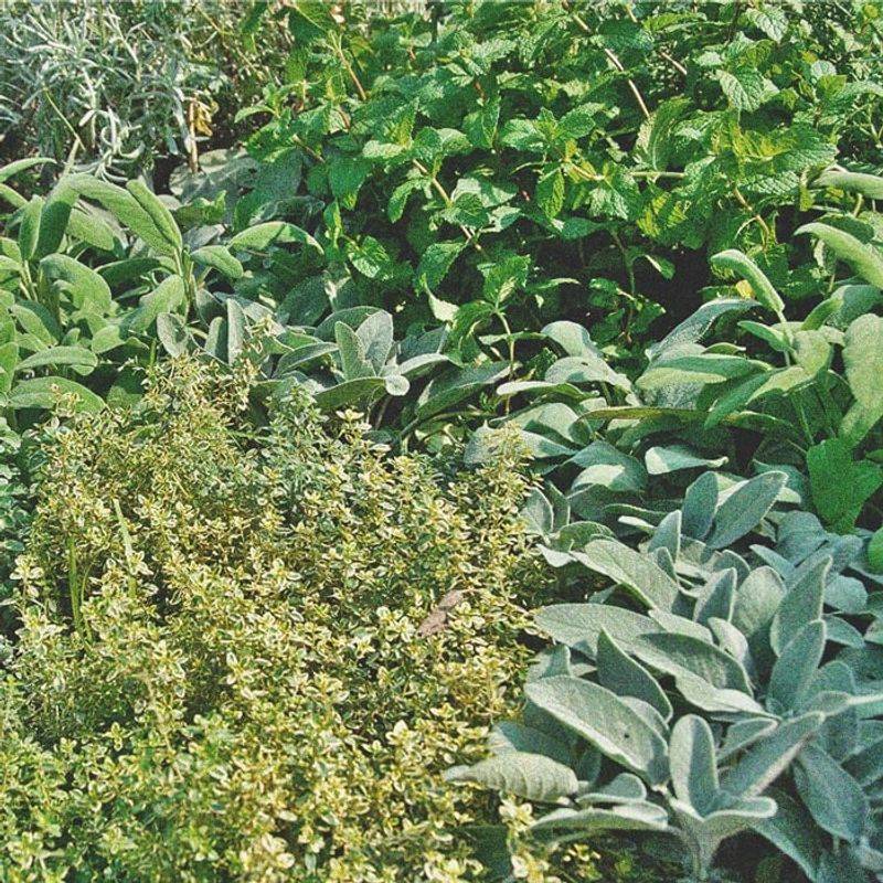 Increased Plant Growth