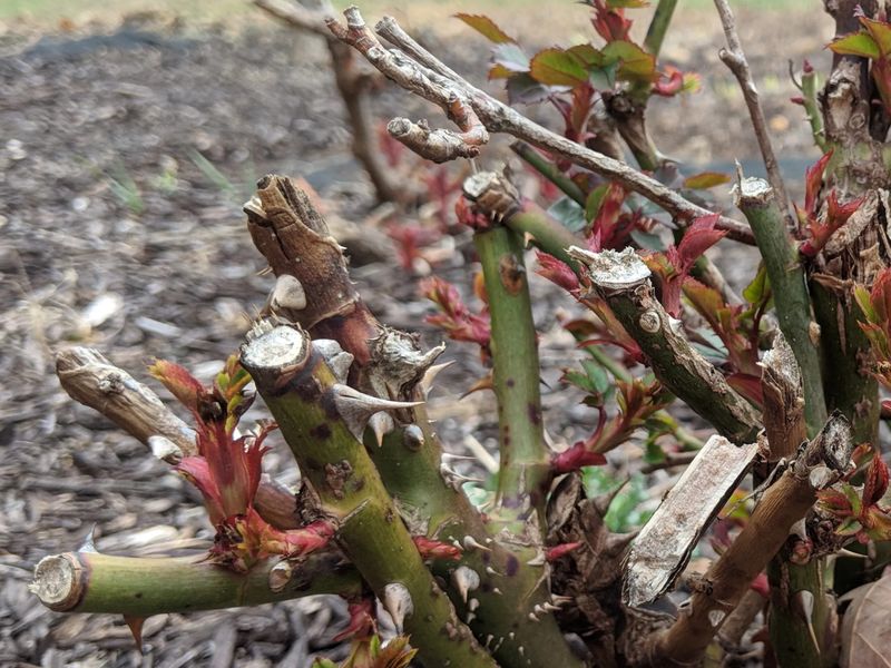 Stimulates New Growth