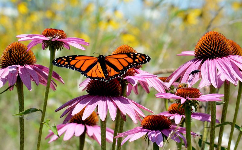 Neglecting Pollinator Attraction