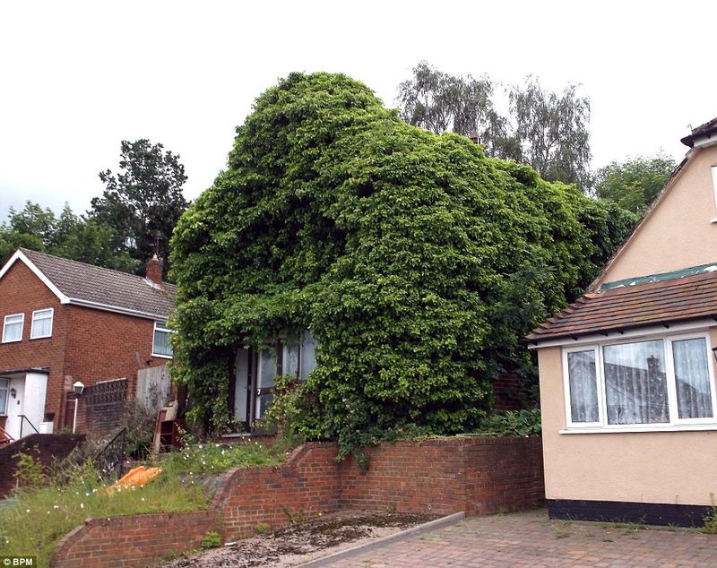 Overgrown Ivy or Vines