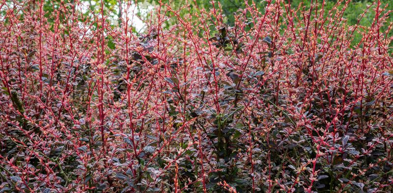 Choosing Invasive Plants