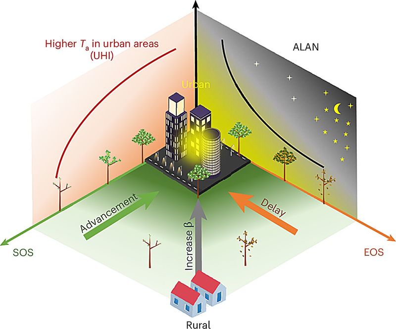 Urban Heat Islands Alter City Phenology