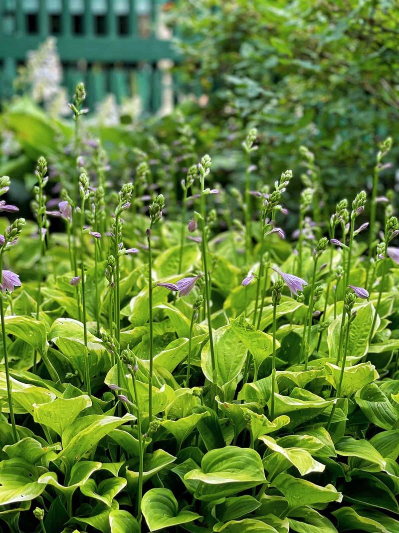 Plant Health Perspective