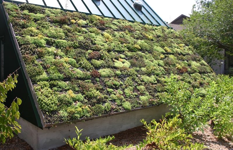 Plant a Living Roof