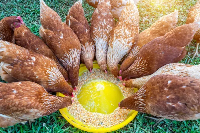 Feed a Balanced Starter, Grower, or Layer Feed