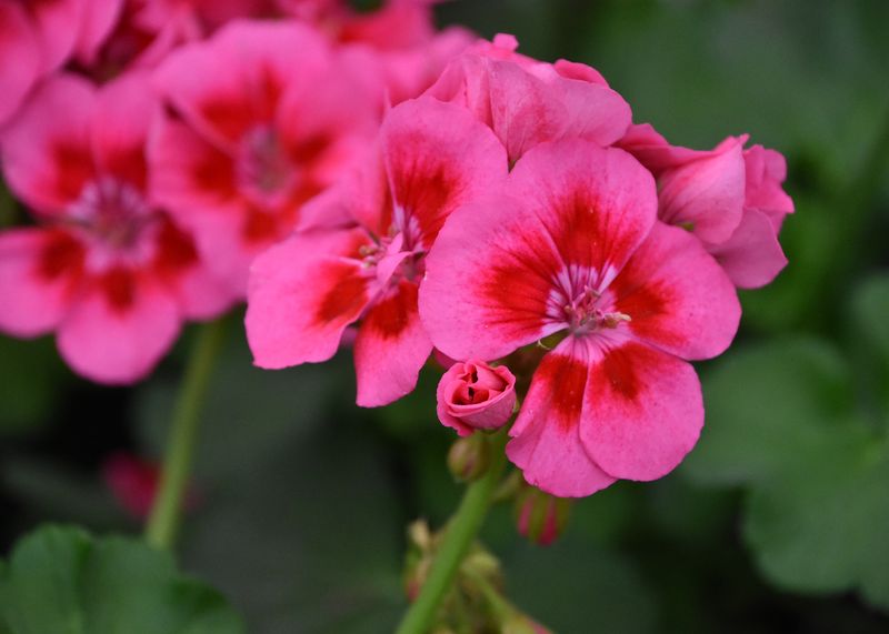 Zonal-Pelargonium Hybrid