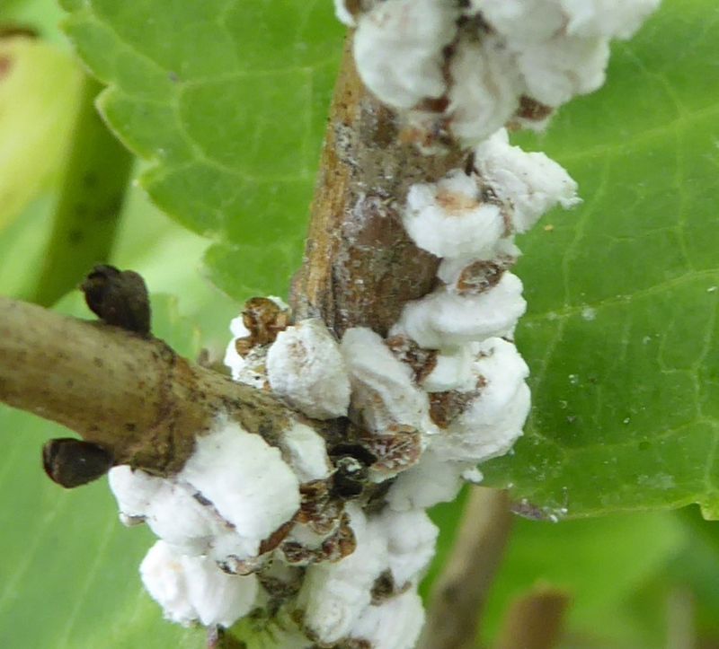 Hydrangea Scale Insects