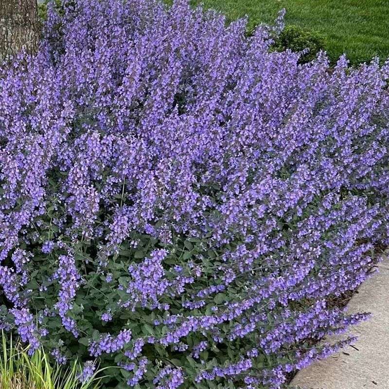 Catmint