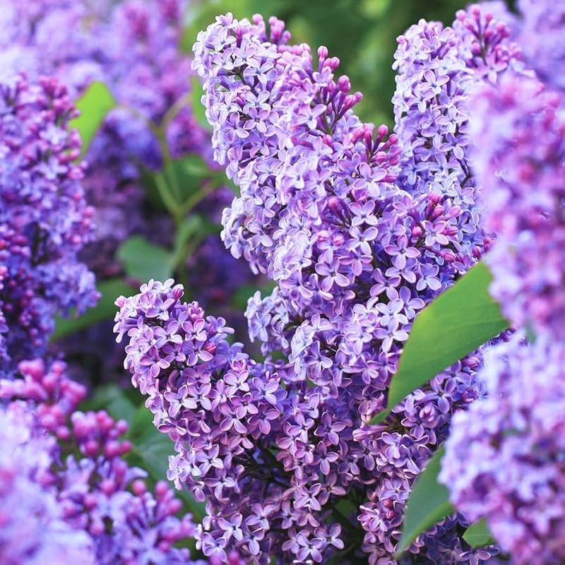 Lilacs - Sweet but Short-Lived