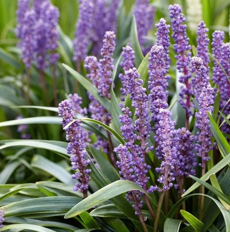 Liriope muscari