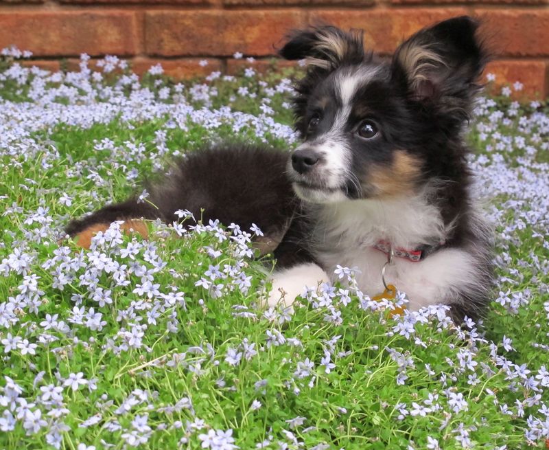 Blue Star Creeper (Isotoma fluviatilis)
