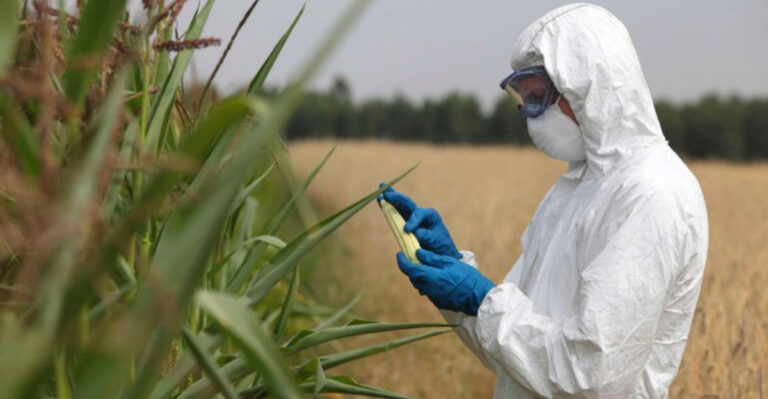 Is Genetically Modified Food Actually Dangerous? The Truth Behind GMOs