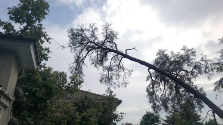 Tree Falls Reverse Is That Tree About to Fall on Your House? 9 Alarming Signs It's Time to ...
