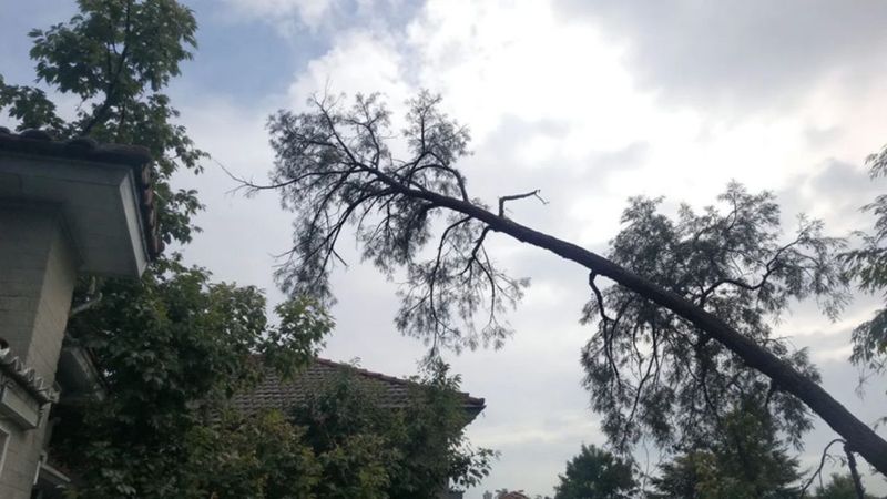 The Tree Leans - A Lot