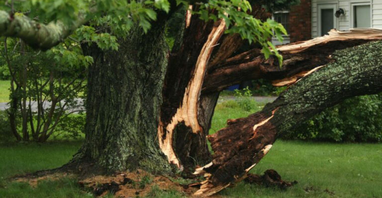Is That Tree About to Fall on Your House? 9 Alarming Signs It’s Time to Call an Expert (Before It’s Too Late!)