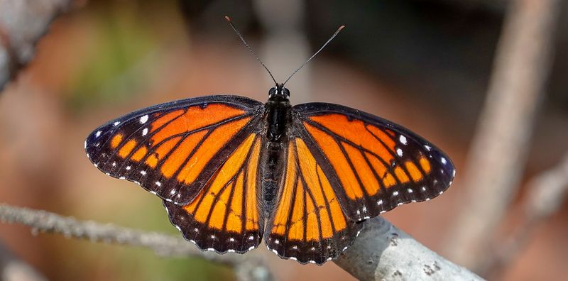 They're Actually Toxic Too