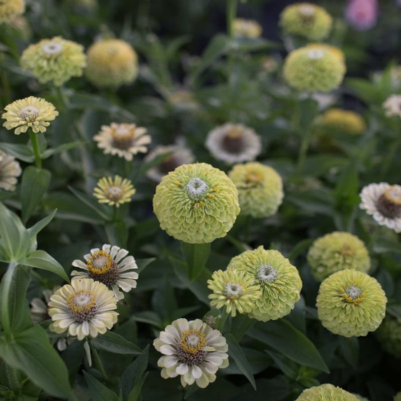 Zinnias