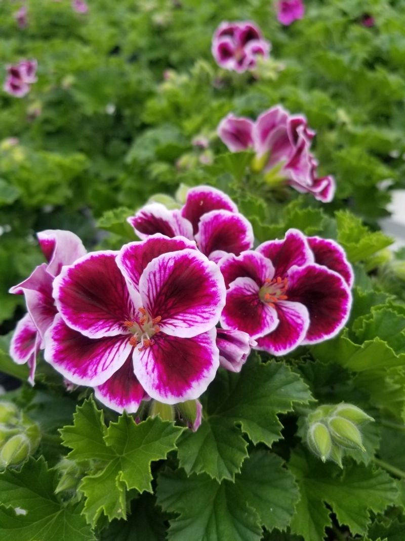 Martha Washington Geranium