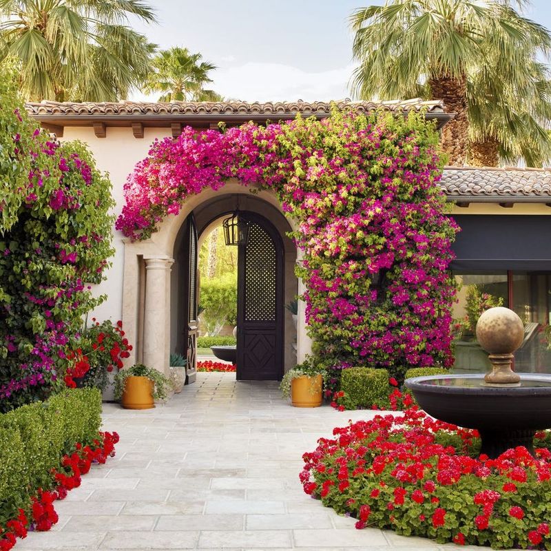 Bougainvillea (Bougainvillea spp.)