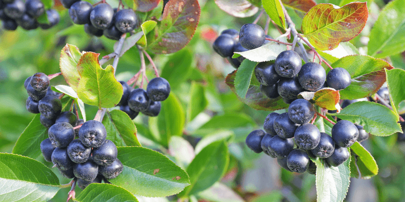 Chokeberry (Aronia)
